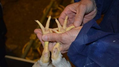 Photo of L’Algérie enregistre un 1er cas de grippe aviaire H5N8 dans une ferme