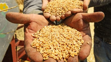 Photo of CEREALES :  L’Algérie va importer 28.000 tonnes de blé russe