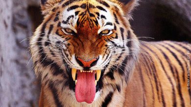 Photo of AIN M’LILA : Un tigre de Bengale soigné au parc animalier