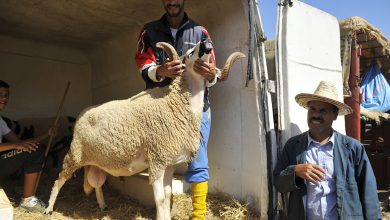 Photo of Aïd El Adha – ORAN: 46 points réservés pour la vente des moutons