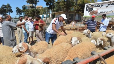 Photo of Moutons de l’Aïd : 665 points de vente recensés à travers tout le territoire national
