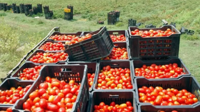 Photo of Tomate industrielle : croissance de 17% de la production en 2021