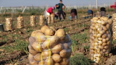 Photo of MILA:  Saisie de 800 qx de pommes de terre stockées destinées à la spéculation