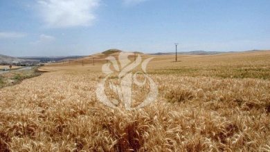 Photo of AGRICULTURE: Henni prévoit une récolte record en matière de céréales
