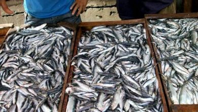 Photo of Baisse des prix des poissons bleus face à production abondante