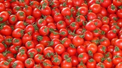 Photo of GUELMA :  Production prévisionnelle de plus de 2 millions de quintaux de tomate industrielle