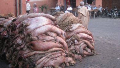 Photo of DJELFA :  Collecte de 5.000 peaux de bêtes sacrifiées durant l’Aid