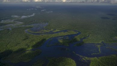 Photo of ENVIRONNEMENT: Amazonie brésilienne: la déforestation toujours au plus haut