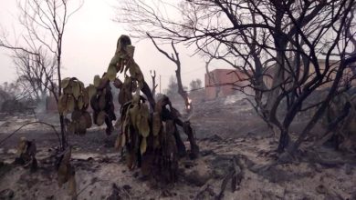 Photo of SELON LA PROTECTION CIVILE:  Les incendies déclarés dans plusieurs wilayas du pays totalement éteints