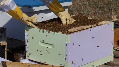 Photo of TIZI-OUZOU :  Lancement de la 8ème édition du festival de l’abeille et du miel