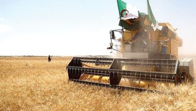 Photo of CÉRÉALICULTURE :  Le ministère de l’Agriculture rappelle aux producteurs l’obligation de livrer leurs récoltes aux CCLS