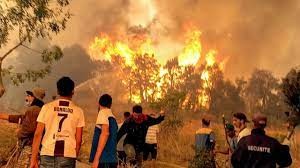 Photo of GUELMA :  Remise d’aides financières aux familles des victimes  des feux de forêt