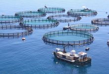 Photo of L’aquaculture, un impératif pour faire face à l’épuisement des ressources halieutiques