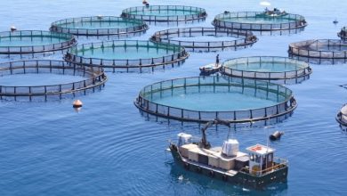 Photo of L’aquaculture, un impératif pour faire face à l’épuisement des ressources halieutiques