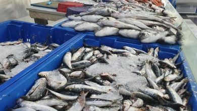 Photo of TIZI-OUZOU:  Lancement hier d’une vente promotionnelle de poissons