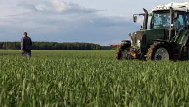 Photo of MINISTRE DE L’AGRICULTURE :  La production de blé dur couvre 95% des besoins nationaux