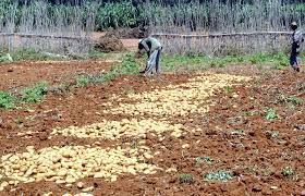 Photo of TELEGHMA :  Surplus de production de pommes de terre et d’ail