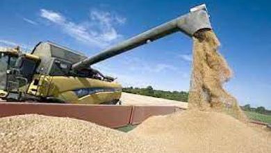 Photo of PRÉSIDENT DE LA CNA:  Augmenter la production du blé à 30 qx/hectare, un objectif réalisable