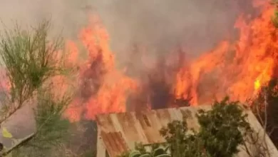 Photo of Un incendie dévore 7 ha de broussailles, de pins et d’oliviers à Skikda