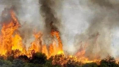 Photo of Incendie volontaire de biens forestiers : une personne en détention provisoire et deux autres sous contrôle judiciaire à Aïn Defla