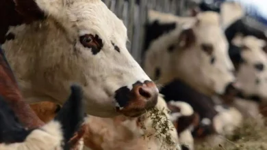 Photo of Apparition de la maladie hémorragique épizootique en France: le ministère de l’Agriculture décide «l’arrêt immédiat» de l’importation de bovins de ce pays
