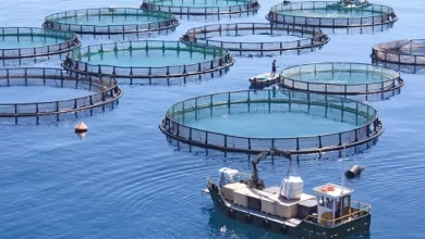 Photo of Pêche-aquaculture: présentation de la nouvelle stratégie du secteur à l’horizon 2030