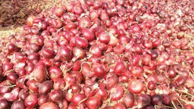 Photo of Excédent de production d’oignons: 400 tonnes exportées vers la Côte d’Ivoire