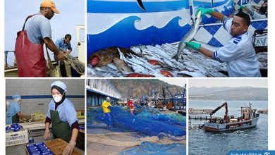 Photo of Algérie-Japon: lancement de la 2e phase du projet de la cogestion de la pêche artisanale