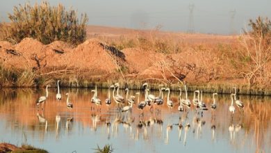 Photo of Ghardaia: l’exutoire de la STEP de Kef El Doukhan, une zone humide artificielle et réservoir de la biodiversité