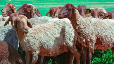 Photo of Naâma: retour de l’élevage de la race ovine «Deghma», une étape importante pour sa valorisation
