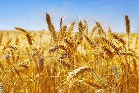 Photo of Ce pays africain établit un nouveau record de production de blé