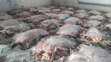 Photo of Hausse de 10% du taux de collecte des peaux de moutons sacrifiés