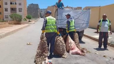 Photo of Batna: plus de 15.000 peaux de moutons collectées le premier jour de l’Aïd El-Adha