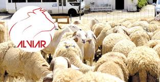 Photo of ALVIAR :  Ouverture du point de vente de moutons