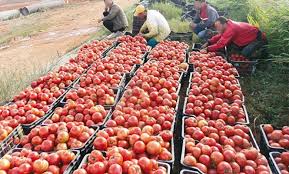 Photo of La wilaya de Guelma prévoit une production de 2,456 millions de quintaux de tomate industrielle