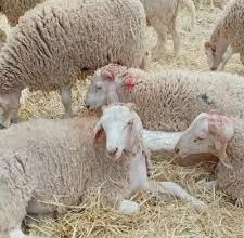 Photo of AÏD EL ADHA :  Plus de 2 500 vétérinaires mobilisés pour surveiller la vente et l’abattage des moutons