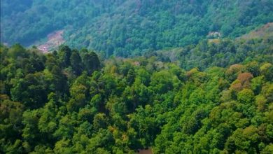 Photo of Sonatrach: projet pilote de plantation de 10 millions d’arbustes pour capter le carbone