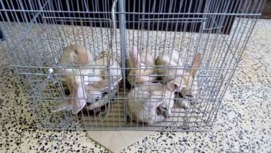 Photo of Skikda: 5 fennecs acquis d’une manière illégale à Collo récupérés