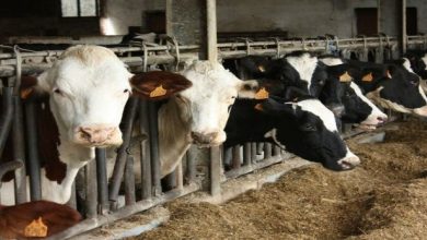 Photo of Agriculture: lancement lundi de l’opération de vaccination des bovins contre la dermatose nodulaire contagieuse