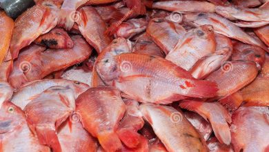 Photo of Khenchela: attribution de la prime incitative aux producteurs de tilapia rouge