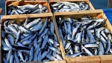 Photo of Pêche: baisse des prix de la sardine en raison d’une amélioration continue et progressive de la production