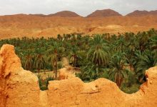 Photo of Journée nationale de la vulgarisation agricole: Biskra accueille mardi les festivités officielles