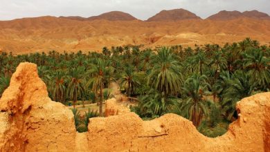 Photo of Journée nationale de la vulgarisation agricole: Biskra accueille mardi les festivités officielles