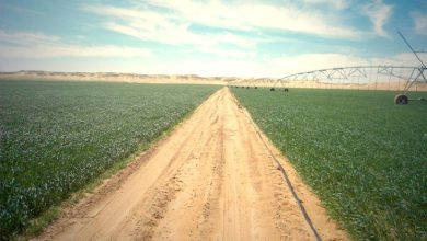 Photo of 300.000 hectares de terres consacrés aux cultures oléagineuses au niveau des wilayas du sud