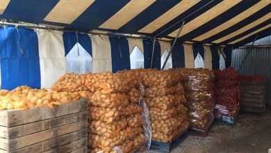 Photo of Pomme de terre: déstockage d’importantes quantités pour réguler le marché