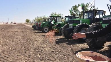 Photo of Saison agricole 2024-2025: plus de 3 millions hectares dédiés aux céréales