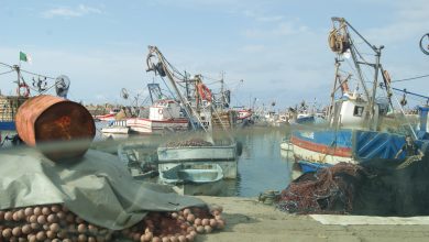 Photo of Négociations en cours pour baisser les droits d’accès des pêcheurs algériens aux eaux mauritaniennes