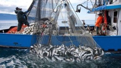 Photo of Pas moins de 93% des pêcheurs affiliés à la sécurité sociale