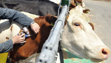 Photo of CNMA: Des rencontres de sensibilisation contre la dermatose nodulaire contagieuse bovine