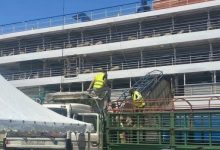 Photo of Chlef: nouvel arrivage de moutons importés d’Espagne au port de Ténès